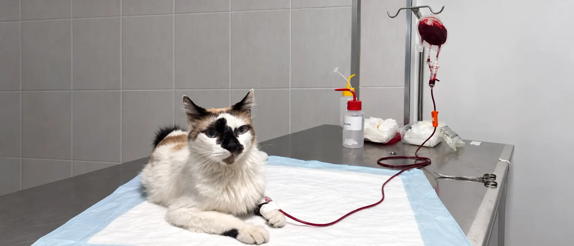 Gato recebendo transfusão de sangue em mesa de atendimento veterinário