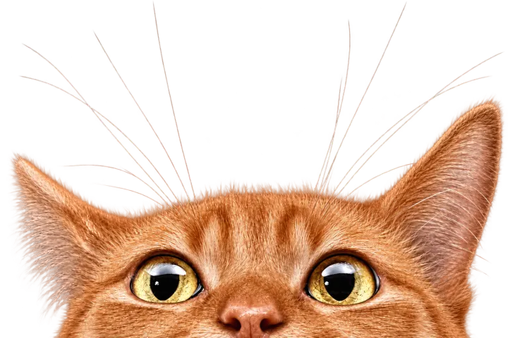 Gatinho laranja espiando de baixo para cima, com olhos amarelos