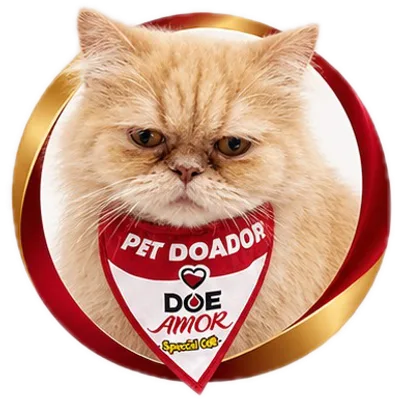 Gato doador persa creme, usando bandana Pet Doador