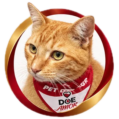 Gato doador laranja, usando bandana Pet Doador