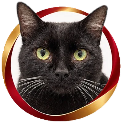 Gato doador preto de olhos verdes