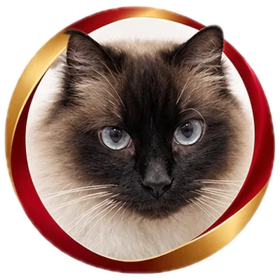 Gato doador siamês de olhos azuis
