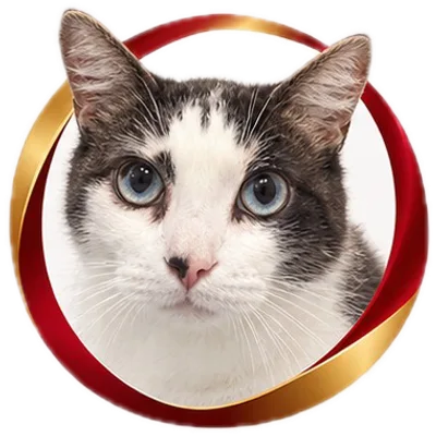 Gato doador cinza e branco de olhos azuis